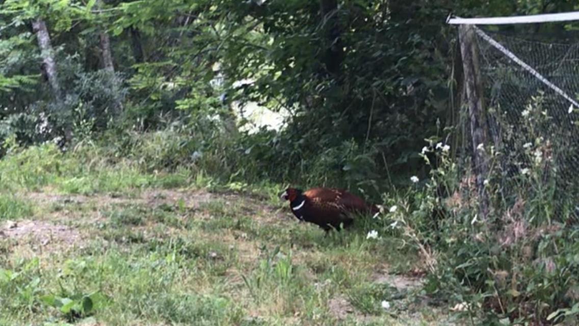 Bus Atypique Au Bord Du Canal Du Midi Et Au Coeur D'Une Foret 2 Chambres Villepinte  Exteriér fotografie