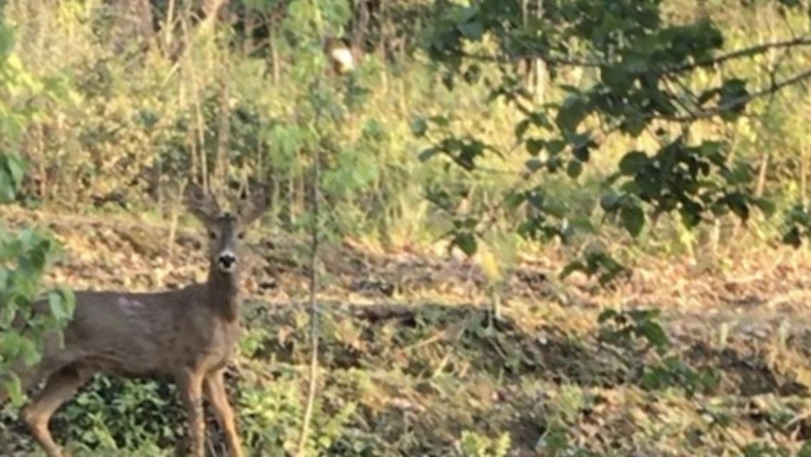 Bus Atypique Au Bord Du Canal Du Midi Et Au Coeur D'Une Foret 2 Chambres Villepinte  Exteriér fotografie