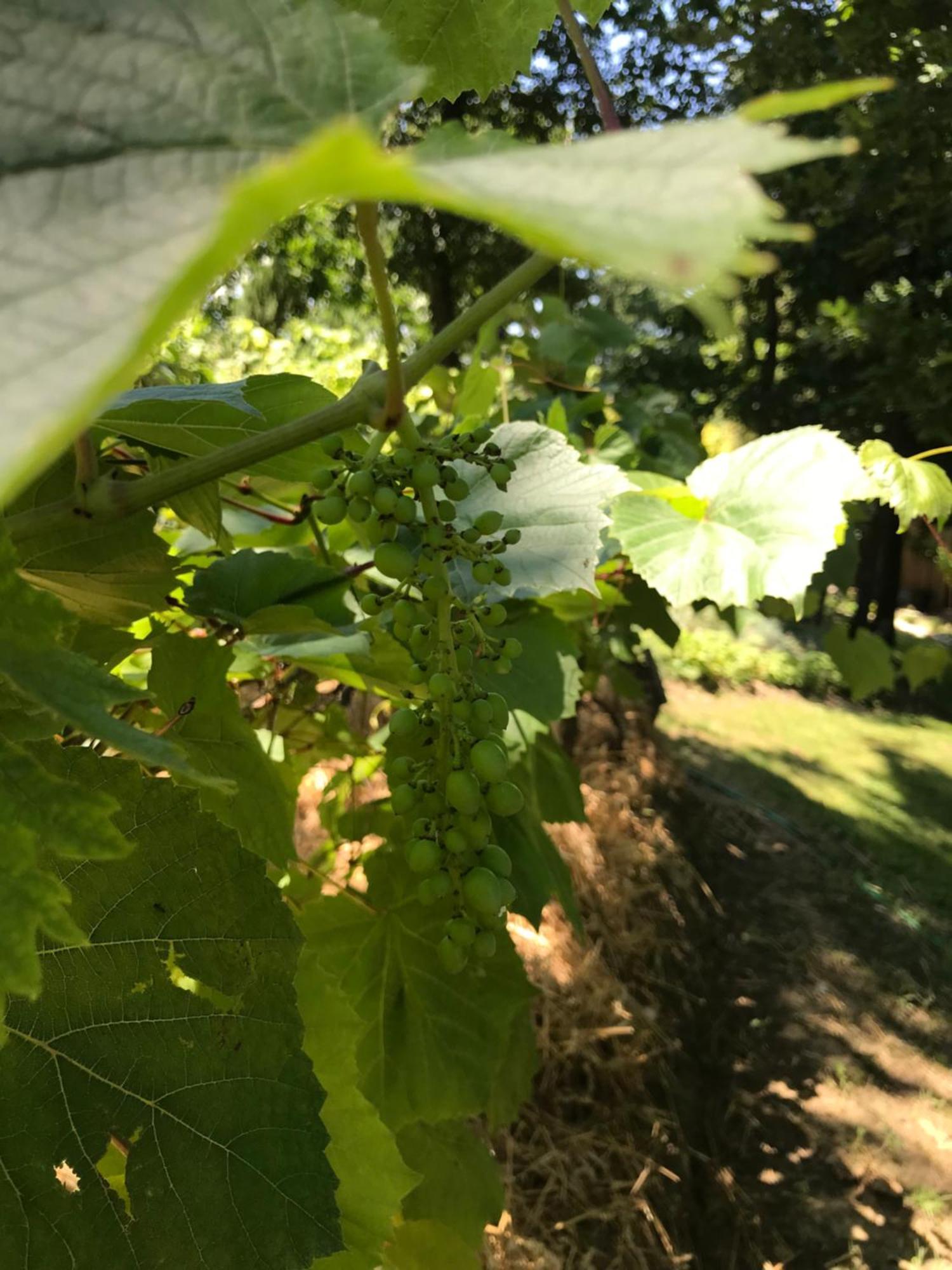 Bus Atypique Au Bord Du Canal Du Midi Et Au Coeur D'Une Foret 2 Chambres Villepinte  Exteriér fotografie
